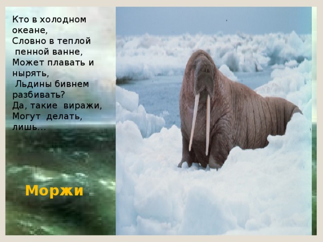 Кто в холодном океане,  Словно в теплой  пенной ванне, Может плавать и нырять,  Льдины бивнем разбивать? Да, такие виражи, Могут делать, лишь…   Моржи 