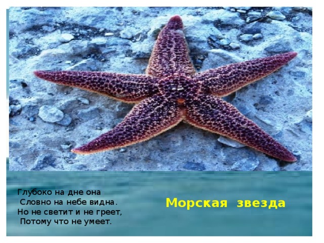 Глубоко на дне она  Словно на небе видна. Но не светит и не греет,  Потому что не умеет.   Морская звезда 