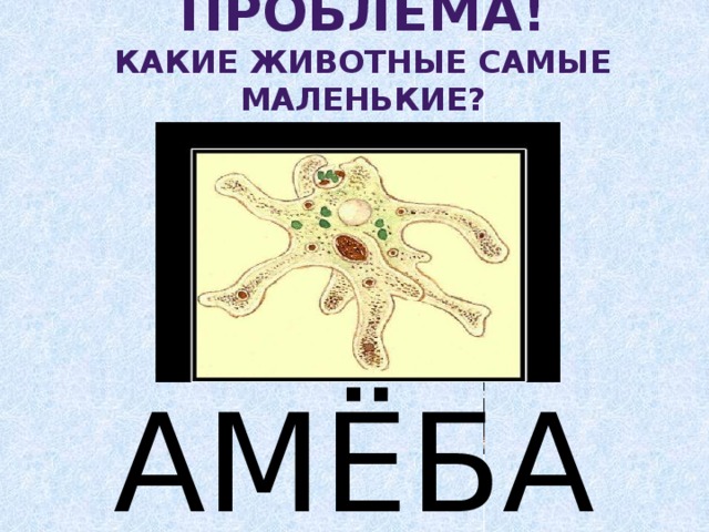 Проблема! Какие животные самые маленькие? АМЁБА