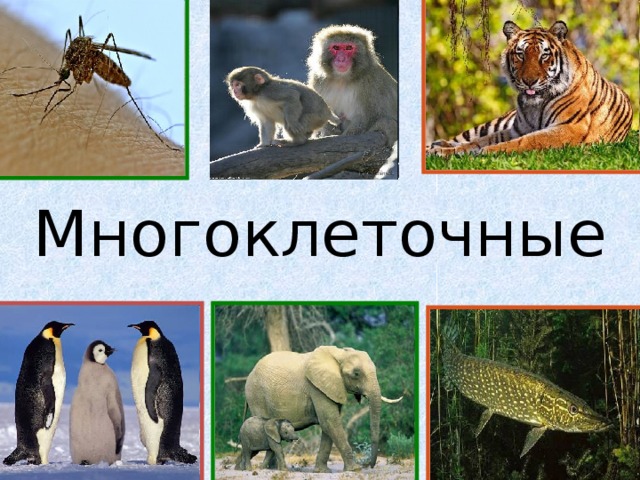 Многоклеточные