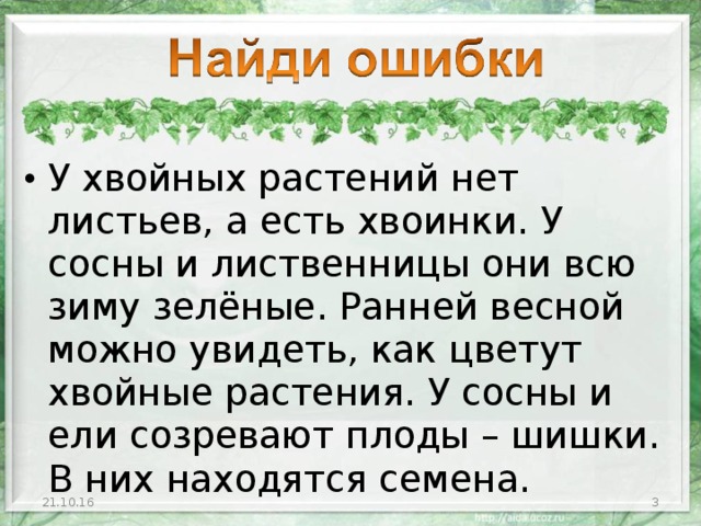 У хвойных растений нет листьев, а есть хвоинки. У сосны и лиственницы они всю зиму зелёные. Ранней весной можно увидеть, как цветут хвойные растения. У сосны и ели созревают плоды – шишки. В них находятся семена. 21.10.16 2 