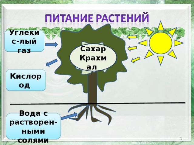 Углекис-лый газ Сахар Крахмал  Кислород Вода с растворен-ными солями 2 21.10.16 