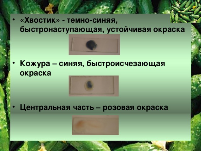 «Хвостик» - темно-синяя, быстронаступающая, устойчивая окраска   Кожура – синяя, быстроисчезающая окраска   Центральная часть – розовая окраска      