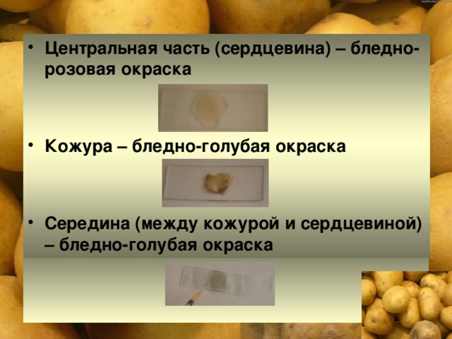 Центральная часть (сердцевина) – бледно-розовая окраска   Кожура – бледно-голубая окраска   Середина (между кожурой и сердцевиной) – бледно-голубая окраска  