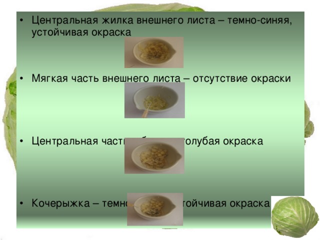 Центральная жилка внешнего листа – темно-синяя, устойчивая окраска Мягкая часть внешнего листа – отсутствие окраски Центральная часть – бледно-голубая окраска  Кочерыжка – темно-синяя, устойчивая окраска  