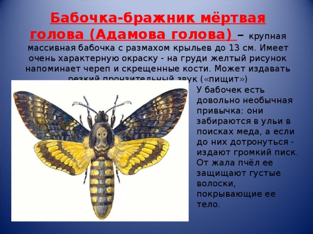 Красная книга жук олень описание