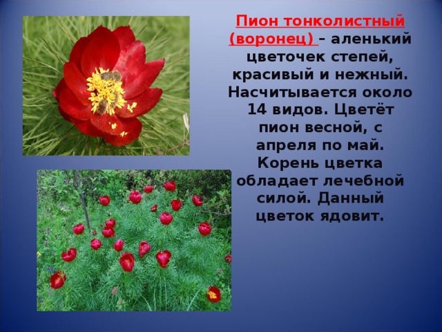 Пион тонколистный (воронец) – аленький цветочек степей, красивый и нежный.  Насчитывается около 14 видов. Цветёт пион весной, с апреля по май. Корень цветка обладает лечебной силой. Данный цветок ядовит. 