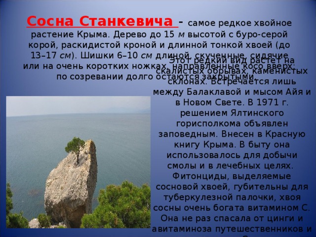 Сосна Станкевича - самое редкое хвойное растение Крыма. Дерево до 15  м  высотой с буро-серой корой, раскидистой кроной и длинной тонкой хвоей (до 13–17  см ). Шишки 6–10  см  длиной, скученные, сидячие или на очень коротких ножках, направленные косо вверх; по созревании долго остаются закрытыми.  Этот редкий вид растет на скалистых обрывах, каменистых склонах. Встречается лишь между Балаклавой и мысом Айя и в Новом Свете. В 1971 г. решением Ялтинского горисполкома объявлен заповедным. Внесен в Красную книгу Крыма. В быту она использовалось для добычи смолы и в лечебных целях.  Фитонциды, выделяемые сосновой хвоей, губительны для туберкулезной палочки, хвоя сосны очень богата витамином С. Она не раз спасала от цинги и авитаминоза путешественников и моряков на Севере. 