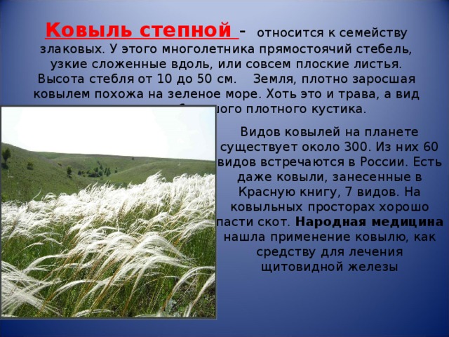 Ковыль степной -   относится к семейству злаковых. У этого многолетника прямостоячий стебель, узкие сложенные вдоль, или совсем плоские листья. Высота стебля от 10 до 50 см.   Земля, плотно заросшая ковылем похожа на зеленое море. Хоть это и трава, а вид у нее как у небольшого плотного кустика. Видов ковылей на планете существует около 300. Из них 60 видов встречаются в России. Есть даже ковыли, занесенные в Красную книгу, 7 видов. На ковыльных просторах хорошо пасти скот. Народная медицина нашла применение ковылю, как средству для лечения щитовидной железы 