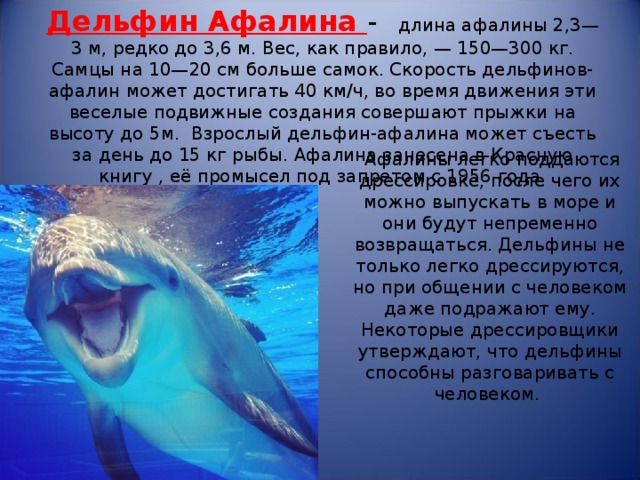 Дельфин Афалина -   длина афалины 2,3—3 м, редко до 3,6 м. Вес, как правило, — 150—300 кг. Самцы на 10—20 см больше самок. Скорость дельфинов-афалин может достигать 40 км/ч, во время движения эти веселые подвижные создания совершают прыжки на высоту до 5м.  Взрослый дельфин-афалина может съесть за день до 15 кг рыбы. Афалина занесена в Красную книгу , её промысел под запретом с 1956 года.   Афалины легко поддаются дрессировке, после чего их можно выпускать в море и они будут непременно возвращаться. Дельфины не только легко дрессируются, но при общении с человеком даже подражают ему. Некоторые дрессировщики утверждают, что дельфины способны разговаривать с человеком.  
