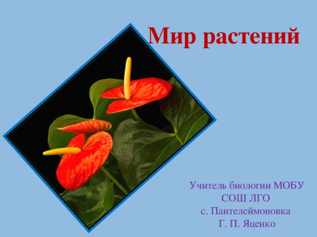 Мир растений Учитель биологии МОБУ СОШ ЛГО с. Пантелеймоновка Г. П. Яценко
