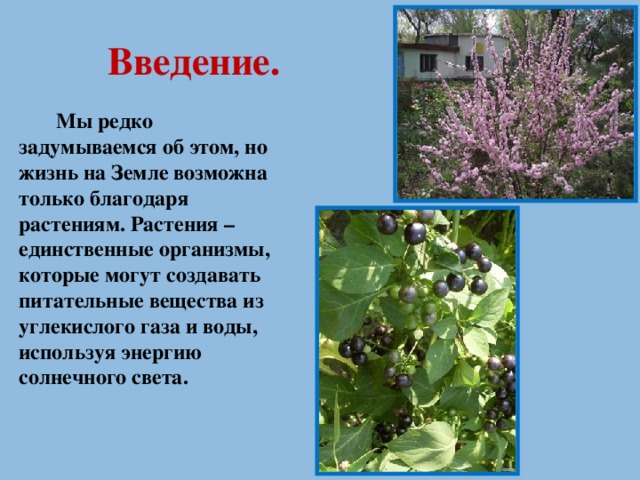 Введение.  Мы редко задумываемся об этом, но жизнь на Земле возможна только благодаря растениям. Растения – единственные организмы, которые могут создавать питательные вещества из углекислого газа и воды, используя энергию солнечного света.