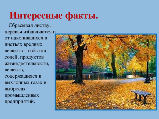 Интересные факты.  Сбрасывая листву, деревья избавляются и от накопившихся в листьях вредных веществ – избытка солей, продуктов жизнедеятельности, веществ, содержащихся в выхлопных газах и выбросах промышленных предприятий.