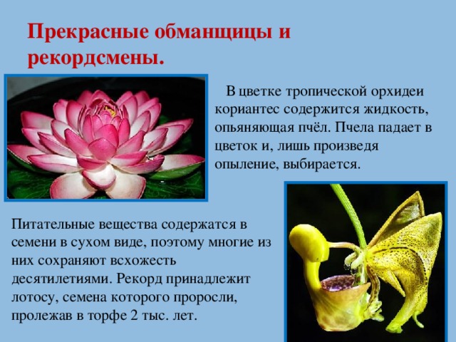 Прекрасные обманщицы и рекордсмены.  В цветке тропической орхидеи кориантес содержится жидкость, опьяняющая пчёл. Пчела падает в цветок и, лишь произведя опыление, выбирается. Питательные вещества содержатся в семени в сухом виде, поэтому многие из них сохраняют всхожесть десятилетиями. Рекорд принадлежит лотосу, семена которого проросли, пролежав в торфе 2 тыс. лет.