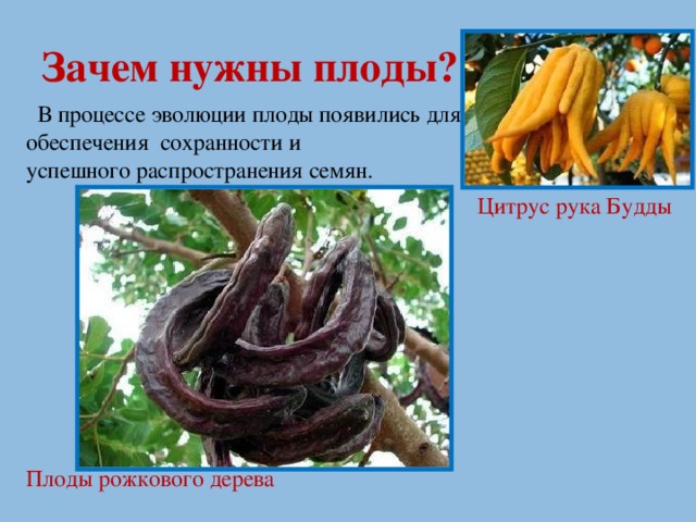 Зачем нужны плоды?  В процессе эволюции плоды появились для обеспечения сохранности и успешного распространения семян. Цитрус рука Будды Плоды рожкового дерева