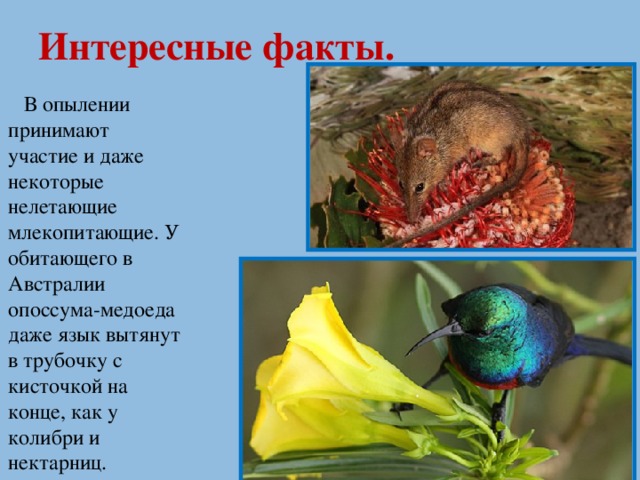 Интересные факты.  В опылении принимают участие и даже некоторые нелетающие млекопитающие. У обитающего в Австралии опоссума-медоеда даже язык вытянут в трубочку с кисточкой на конце, как у колибри и нектарниц.