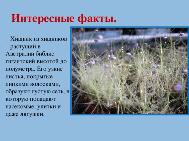 Интересные факты.  Хищник из хищников – растущий в Австралии библис гигантский высотой до полуметра. Его узкие листья, покрытые липкими волосками, образуют густую сеть, в которую попадают насекомые, улитки и даже лягушки.
