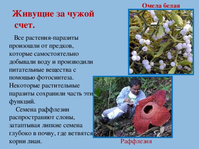 Омела белая Живущие за чужой  счет.  Все растения-паразиты произошли от предков, которые самостоятельно добывали воду и производили питательные вещества с помощью фотосинтеза. Некоторые растительные паразиты сохранили часть этих функций.  Семена раффлезии распространяют слоны, затаптывая липкие семена глубоко в почву, где ветвятся корни лиан. Раффлезия