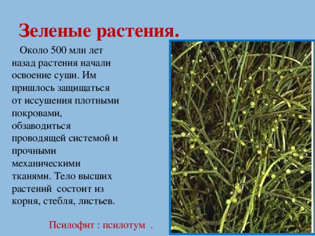 Зеленые растения.  Около 500 млн лет назад растения начали освоение суши. Им пришлось защищаться от иссушения плотными покровами, обзаводиться проводящей системой и прочными механическими тканями. Тело высших растений состоит из корня, стебля, листьев. Псилофит : псилотум .