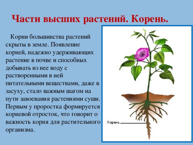 Части высших растений. Корень.  Корни большинства растений скрыты в земле. Появление корней, надежно удерживающих растение в почве и способных добывать из нее воду с растворенными в ней питательными веществами, даже в засуху, стало важным шагом на пути завоевания растениями суши. Первым у проростка формируется корневой отросток, что говорит о важность корня для растительного организма.