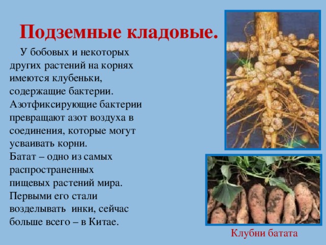 Подземные кладовые.  У бобовых и некоторых других растений на корнях имеются клубеньки, содержащие бактерии. Азотфиксирующие бактерии превращают азот воздуха в соединения, которые могут усваивать корни. Батат – одно из самых распространенных пищевых растений мира. Первыми его стали возделывать инки, сейчас больше всего – в Китае. Клубни батата