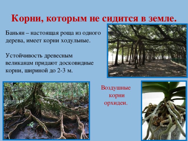 Корни, которым не сидится в земле. Баньян – настоящая роща из одного дерева, имеет корни ходульные. Устойчивость древесным великанам придают досковидные корни, шириной до 2-3 м. Воздушные  корни орхидеи.