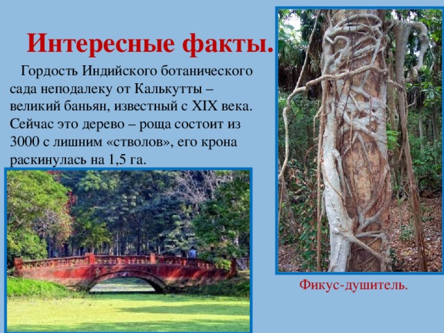 Интересные факты.  Гордость Индийского ботанического сада неподалеку от Калькутты – великий баньян, известный с XIX века. Сейчас это дерево – роща состоит из 3000 с лишним «стволов», его крона раскинулась на 1,5 га. Фикус-душитель.