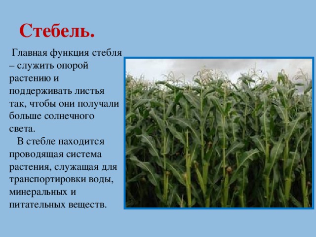 Стебель.  Главная функция стебля – служить опорой растению и поддерживать листья так, чтобы они получали больше солнечного света.  В стебле находится проводящая система растения, служащая для транспортировки воды, минеральных и питательных веществ.