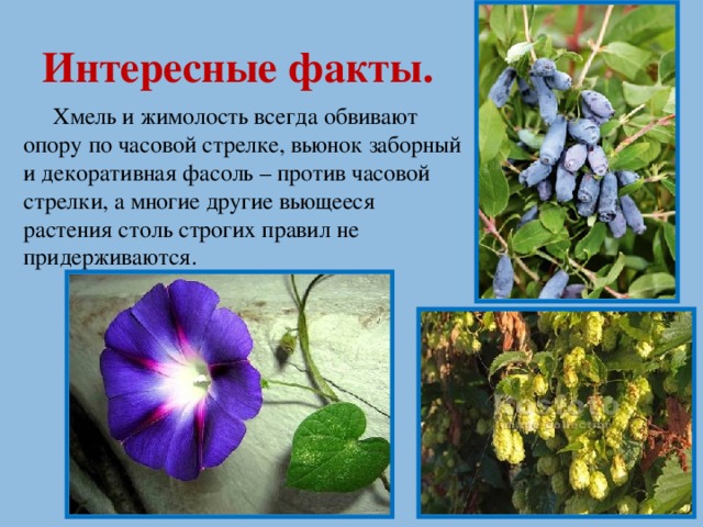 Интересные факты.  Хмель и жимолость всегда обвивают опору по часовой стрелке, вьюнок заборный и декоративная фасоль – против часовой стрелки, а многие другие вьющееся растения столь строгих правил не придерживаются.