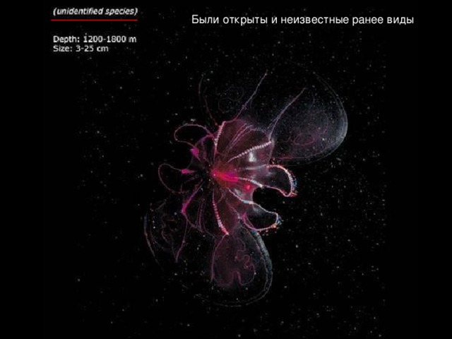 Были открыты и неизвестные ранее виды 