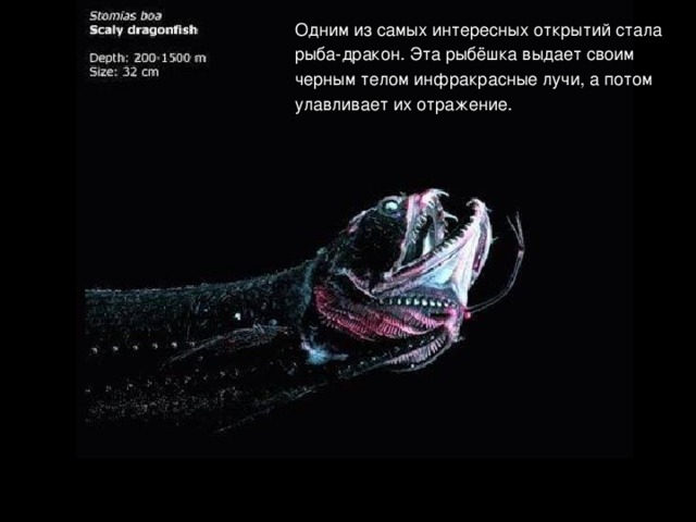 Одним из самых интересных открытий стала рыба-дракон. Эта рыбёшка выдает своим черным телом инфракрасные лучи, а потом улавливает их отражение.  