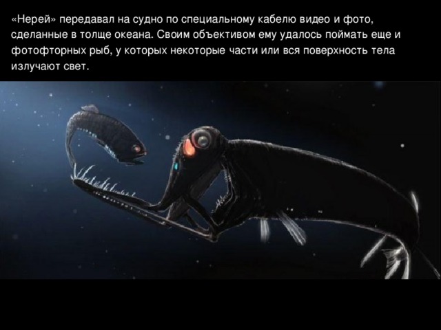 «Нерей» передавал на судно по специальному кабелю видео и фото, сделанные в толще океана. Своим объективом ему удалось поймать еще и фотофторных рыб, у которых некоторые части или вся поверхность тела излучают свет. 