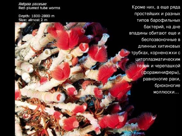 Кроме них, а еще ряда простейших и разных типов барофильных бактерий, на дне впадины обитают еще и беспозвоночные в длинных хитиновых трубках, корненожки с цитоплазматическим телом и черепашкой (фораминиферы), равноногие раки, брюхоногие моллюски…  