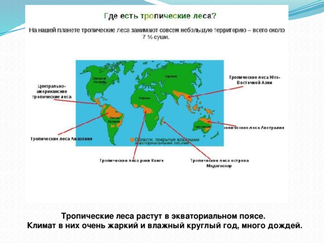 Тропические леса растут в экваториальном поясе. Климат в них очень жаркий и влажный круглый год, много дождей. 