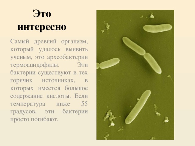 Это интересно Самый древний организм, который удалось выявить ученым, это археобактерии термоацидофилы. Эти бактерии существуют в тех горячих источниках, в которых имеется большое содержание кислоты. Если температура ниже 55 градусов, эти бактерии просто погибают.