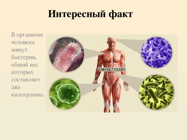 Интересный факт В организме человека живут бактерии, общий вес которых составляет два килограмма.