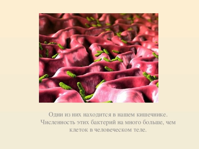 Одни из них находится в нашем кишечнике. Численность этих бактерий на много больше, чем клеток в человеческом теле.