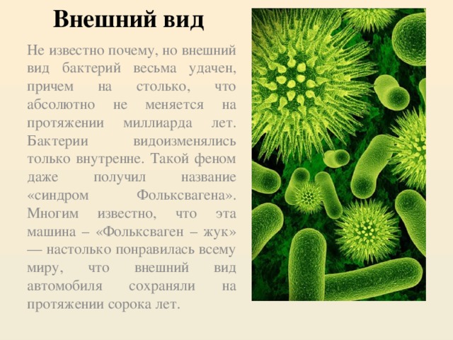 Внешний вид Не известно почему, но внешний вид бактерий весьма удачен, причем на столько, что абсолютно не меняется на протяжении миллиарда лет. Бактерии видоизменялись только внутренне. Такой феном даже получил название «синдром Фольксвагена». Многим известно, что эта машина – «Фольксваген – жук» — настолько понравилась всему миру, что внешний вид автомобиля сохраняли на протяжении сорока лет.