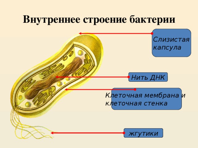 Внутреннее строение бактерии Слизистая капсула Нить ДНК Клеточная мембрана и клеточная стенка жгутики жгутики