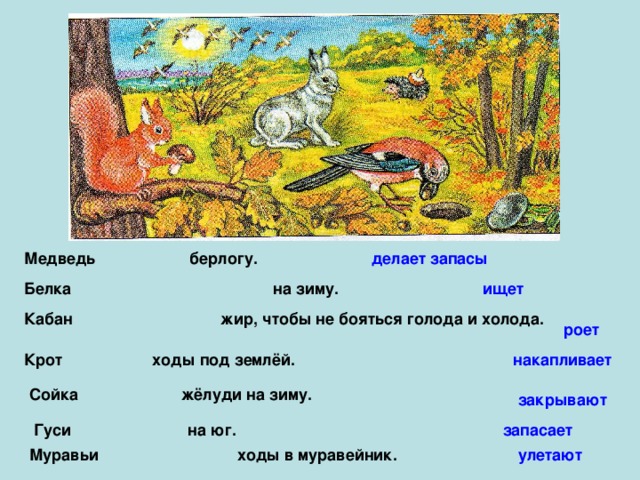 Медведь берлогу. делает запасы Белка на зиму. ищет Кабан жир, чтобы не бояться голода и холода. роет Крот ходы под землёй. накапливает Сойка жёлуди на зиму. закрывают Гуси на юг. запасает улетают Муравьи ходы в муравейник. 