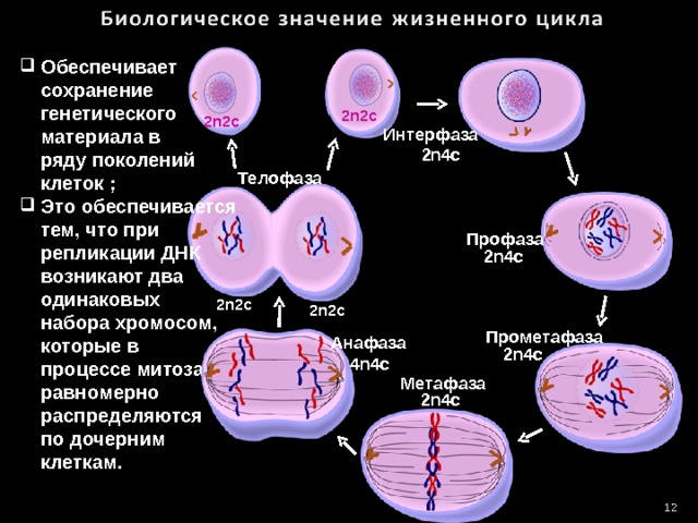  Обеспечивает  сохранение  генетического  материала в  ряду поколений  клеток ;  Это обеспечивается  тем, что при  репликации ДНК  возникают два  одинаковых  набора хромосом,  которые в  процессе митоза  равномерно  распределяются  по дочерним  клеткам. 2n 2 c 2n 2 c  Интерфаза 2n4c Телофаза Профаза 2n4c 2n 2 c 2n 2 c Прометафаза Анафаза 2n4c 4 n4c Метафаза 2n4c 12 