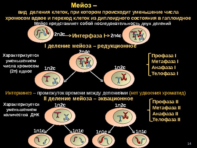 вид деления клеток, при котором происходит уменьшение числа хромосом вдвое и переход клеток из диплоидного состояния в гаплоидное  Мейоз представляет собой последовательность двух делений 2 n2c Интерфаза I 2n4c I деление мейоза – редукционное 2n4c Профаза I  Метафаза I Анафаза I  Телофаза I Характеризуется уменьшением числа хромосом (2 n) вдвое 1n2c  1n2c Интеркинез – промежуток времени между делениями (нет удвоения хроматид)  II деление мейоза – эквационное Профаза II  Метафаза II Анафаза II  Телофаза II  Характеризуется уменьшением количества ДНК 1n2c 1n2c 1n1c 1n1c  1n1c 1n1c 14 