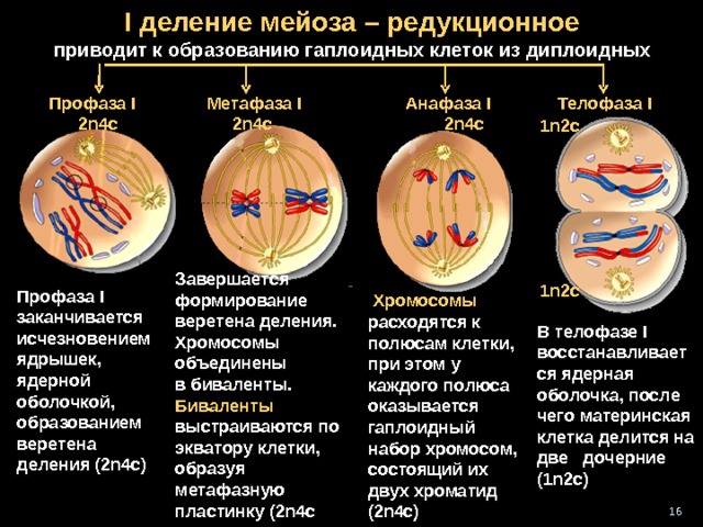 I деление мейоза – редукционное  приводит к образованию гаплоидных клеток из диплоидных Телофаза I Профаза I  2 n4c  Анафаза I  2n4c  Метафаза I  2n4c  1n2c + 1 n2c 1n2c Завершается формирование веретена деления. Хромосомы объединены в биваленты.  Биваленты выстраиваются по экватору клетки, образуя метафазную пластинку (2n4c  1n2c  Профаза I заканчивается и счезновением ядрышек, ядерной оболочкой, образованием веретена деления (2n4c)   Хромосомы расходятся к полюсам клетки, при этом у каждого полюса оказывается гаплоидный набор хромосом, состоящий их двух хроматид ( 2n4c) В телофазе I восстанавливается ядерная оболочка, после чего материнская клетка делится на две дочерние (1n2c) 16 