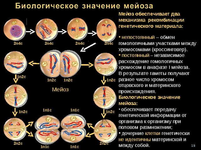 Мейоз обеспечивает два механизма рекомбинации генетического материала :    непостоянный  – обмен гомологичными участками между хромосомами (кроссинговер).  постоянный – независимое расхождение гомологичных хромосом в анафазе I мейоза. В результате гаметы получают разное число хромосом отцовского и материнского происхождения. Биологическое значение мейоза :   обеспечивает передачу генетической информации от организма к организму при половом размножении;  дочерние клетки генетически не идентичны материнской и между собой. 2 n4c 2n4c 2n4c 2n4c 1n2c 1n2c 1n2c 1n2c Мейоз 1n1c 1n1c 1n2c 1n2c 2n2c 2n2c 16 1n1c 1n1c 