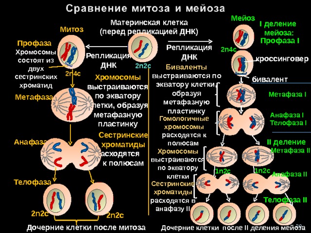 Мейоз Материнская клетка (перед репликацией ДНК) I деление мейоза: Митоз Профаза I Профаза Репликация ДНК 2n4c Хромосомы состоят из двух сестринских хроматид Репликация ДНК кроссинговер 2n 2 c Биваленты выстраиваются по экватору клетки, образуя метафазную пластинку 2n4c Хромосомы выстраиваются по экватору клетки, образуя метафазную пластинку бивалент Метафаза I  Метафаза Анафаза I Гомологичные хромосомы расходятся к полюсам Телофаза I Сестринские хроматиды расходятся  к полюсам Анафаза II деление  Метафаза II Хромосомы выстраиваются по экватору клетки 1 n 2с 1 n 2с Анафаза II Телофаза Сестринские хроматиды расходятся в анафазу II Телофаза II 1 n 1 n 1 n 1 n 2n 2 c 2n 2 c 20 Дочерние клетки после митоза Дочерние клетки после II деления мейоза 