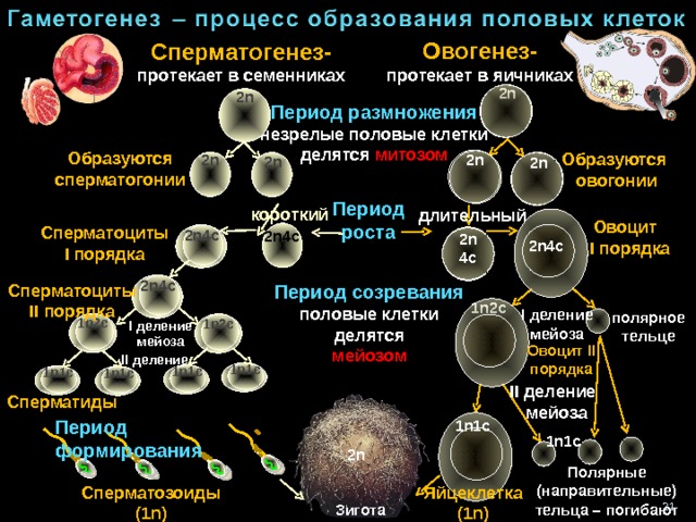 Овогенез- протекает в яичниках Сперматогенез- протекает в семенниках 2 n 2 n Период размножения незрелые половые клетки делятся митозом Образуются  сперматогонии Образуются овогонии 2 n 2 n 2 n 2 n Период роста короткий длительный Овоцит I порядка Сперматоциты I порядка 2n4c 2 n4c 2 n 4c 2n4c 2n4c Сперматоциты II порядка Период созревания половые клетки делятся мейозом 1n2c I деление мейоза полярное тельце 1 n 2 c 1 n 2 c I деление мейоза Овоцит II порядка II деление 1 n 1 c 1 n 1 c 1 n 1 c 1 n 1 c II деление мейоза Сперматиды Период формирования 1n 1 c 1n 1 c 2n Полярные (направительные) тельца – погибают Сперматозоиды (1 n) Яйцеклетка (1n) 21 Зигота 