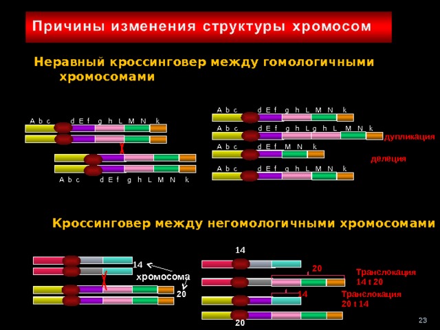   Неравный кроссинговер между гомологичными хромосомами A b c d E f g h L M N k A b c d E f g h L M N k M N k g h L A b c d E f g h L  дупликация A b c d E f M N k делеция A b c d E f g h L M N k A b c d E f g h L M N k Кроссинговер между негомологичными хромосомами 14 14 20 Транслокация 14 t 20  хромосома 14 Транслокация 20 t 14 20 23 20 23 