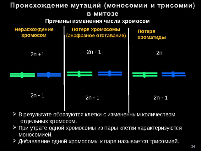 Причины изменения числа хромосом Нерасхождение хромосом Потеря хромосомы (анафазное отставание) Потеря хроматиды 2n - 1 2n 2n +1 2n - 1 2n - 1 2n - 1  В результате образуются клетки с измененным количеством  отдельных хромосом.  При утрате одной хромосомы из пары клетки характеризуются  моносомией.  Добавление одной хромосомы к паре называется трисомией. 24 