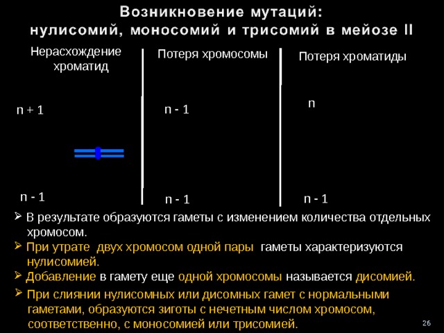 Нерасхождение  хроматид Потеря хромосомы Потеря хроматиды n n - 1 n + 1 n - 1 n - 1 n - 1  В результате образуются гаметы с изменением количества отдельных  хромосом.  При утрате двух хромосом одной пары гаметы характеризуются  нулисомией.  Добавление в гамету еще одной хромосомы называется дисомией.   При слиянии нулисомных или дисомных гамет с нормальными  гаметами, образуются зиготы с нечетным числом хромосом,  соответственно, с моносомией или трисомией. 26 