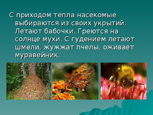 Проект на тему адаптация насекомых к сезонным изменениям в природе